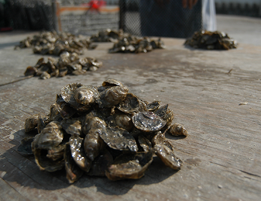 Research on a crab boat. Photographer, Michael W. Fincham